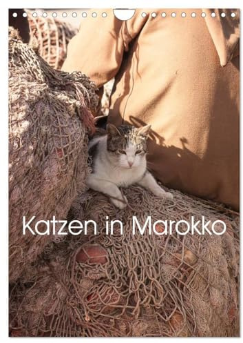 Katzen in Marokko (Wandkalender 2026 DIN A4 hoch), CALVENDO Monatskalender: Wunderschöne Aufnahmen von Katzen in Marokko (CALVENDO Tiere)