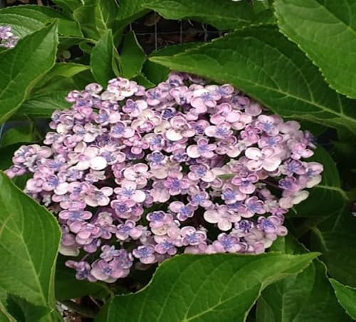 Aran Natural-lab Hydrangea macrophylla 'Ayesha' Ortensia - Vaso 16 cm, Pianta Viva da Esterno 30 cm, Fiori Blu/Rosa, Facile Coltivazione