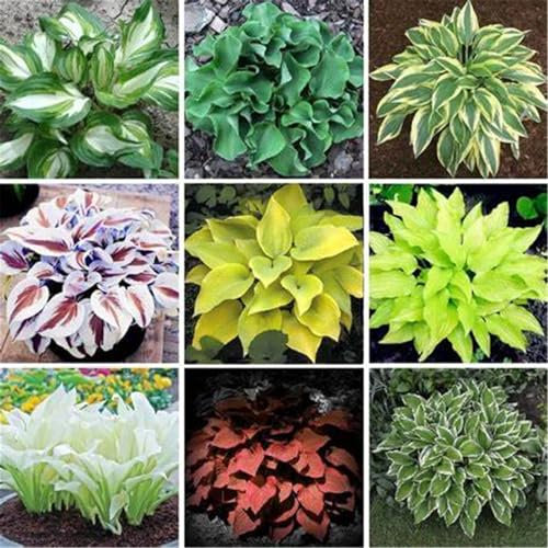 Hosta knollen mix,hosta pflanzen Kältebeständige mehrjährige Pflanzen, geeignet für die Gartenbepflanzung und zur Verschönerung der Umwelt-8zwiebeln-E