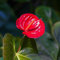 500 pcs anthurium pflanze samen - gartensamen pflanztöpfe gastgeschenke hochzeit blumensamen,Anthurium andraeanum,anthurium clarinervium,Flamingoblume nachhaltige geschenke für frauen