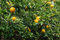 Bitterorange Poncirus trifoliata Pflanze 5-10cm Dreiblättrige Orange Rarität