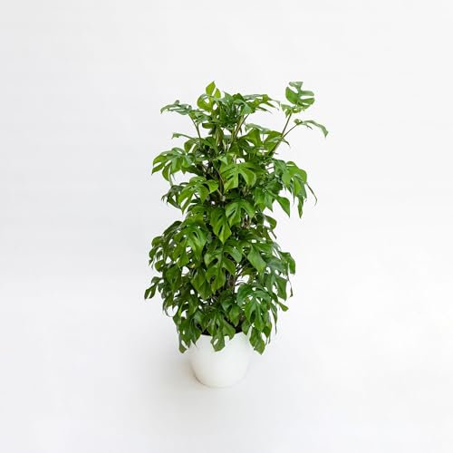 Pianta vera di Monstera minima - Diametro Vaso Ø 19 cm