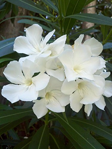 20 semi White Oleander (Nerium Oleander) Semi Albero arbusto, semi di Albero esotico