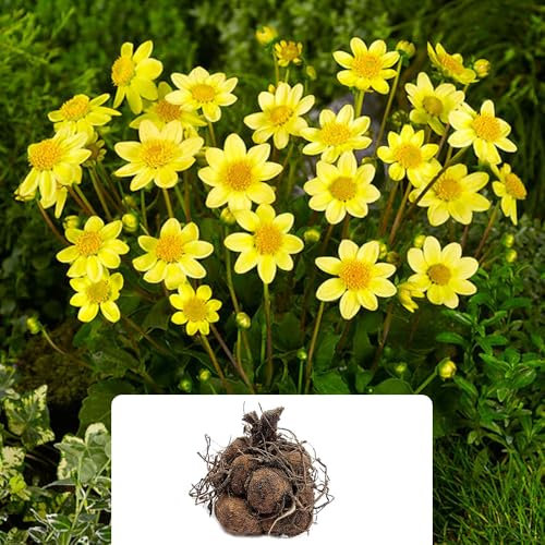 1 Dahlia Topmix Yellow – Vibrant Yellow Blooms for Your Garden – Bee & Butterfly Friendly – Summer-Flowering Perennial Bulbs – Perfect for UK Gardens & Climate Conditions