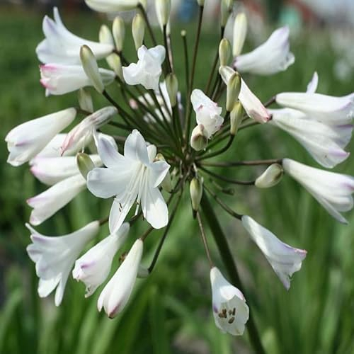 6x Weisse Schmucklilie - Agapanthus africanus ‘Albidus’ - Topf 9x9cm