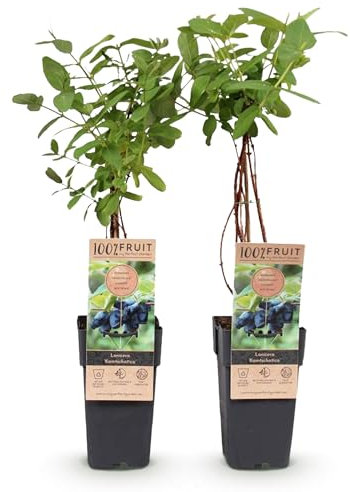 GreenboutiQ - Obstpflanze - Honigbeere - Lonicera caerulea Kamchatika - Blaubeere - 2 Pflanzen - Topf 15cm Höhe 50cm