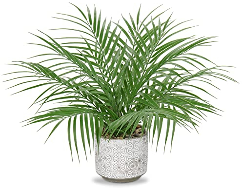 Palme Künstlich Klein, Mini Künstliche Pflanzen im Topf, 40.6cm/16 Kunstpflanzen Wie Echt, Künstliche Zimmerpflanzen für Home Office Hotel Bookstore Cafe Moderne Dekoration