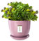 botle Keramiktopf Pflanztopf Blumenchale Übertopf Pflanzkübel handbemalt D 130 mm puderrosa Keramik inkl. Untersetzer Wasserablaufloch