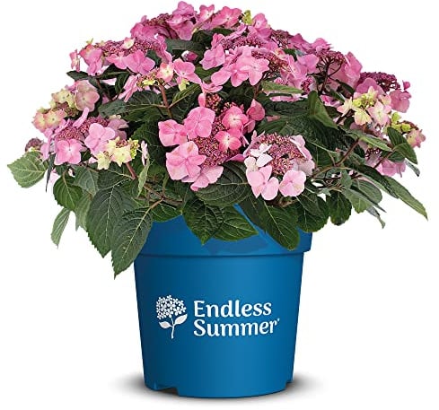 Endless Summer Hortensie 'PopStar', rosa, Tellerhortensie, Hydrangea, Blume, winterhart, Pflanze für Garten, Terrasse, Balkon oder Kübel