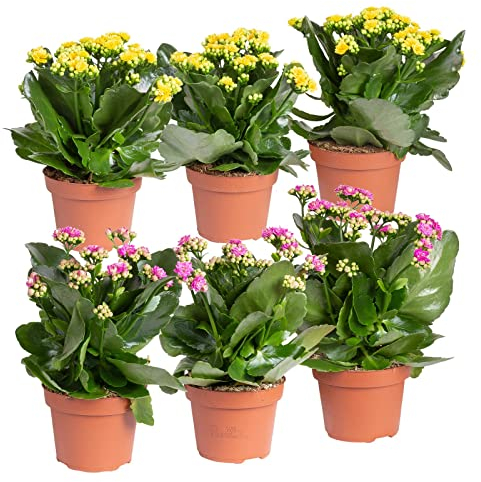Kalanchoe 'Calandiva'®, gelb&violett, Topf-Ø 12 cm, Höhe ca. 20-30 cm, 6er-Set