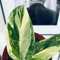300 pcs Monstera Variegata Samen Pflanzen Samen Indoor, Pflanzen Winterhart Monstera Deliciosa Samen Bio Saatgut, Gartenpflanzen Winterhart Mehrjährig Zimmerpflanzen, Winterharte Balkonpflanzen