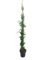 PLANTA TREPADORA NATURAL JASMINUM OFFICINALIS M20 110CM (JAZMIN COMUN) PARA EXTERIOR