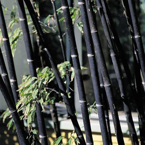 200 Graines de Bambou pour Plantation Extérieure, Croissance Rapide, Barrière de Confidentialité, Idéales pour Jardin, Cour, Aménagement Paysager (Noir)