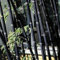 200 Graines de Bambou pour Plantation Extérieure, Croissance Rapide, Barrière de Confidentialité, Idéales pour Jardin, Cour, Aménagement Paysager (Noir)