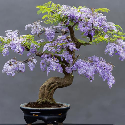 Blue Jacaranda 'Jacaranda Mimosifolia' Tropical Houseplant Seeds for Tree or Bonsai - 10 Seeds