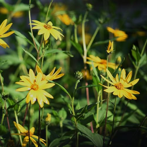3 pcs topinambur saatknollen zum pflanzen Zwiebeln, topinambur - knollen, kräuterpflanzen, gartenblumen mehrjährig winterhart topinambur kaufen - Helianthus tuberosus - indoor plants