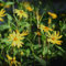 3 pcs topinambur saatknollen zum pflanzen Zwiebeln, topinambur - knollen, kräuterpflanzen, gartenblumen mehrjährig winterhart topinambur kaufen - Helianthus tuberosus - indoor plants