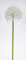 Pusteblume 72cm OG Kunstblumen künstliche Blumen künstliches Pusteblumengras