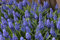 100 Traubenhyazinthe Muscari armeniacum Blumenzwiebeln