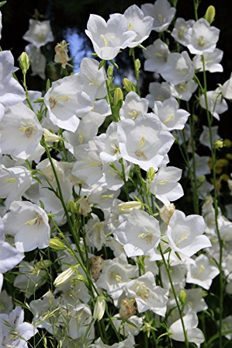 Campanule des Carpates - variété blanche, Campanule a houppes, Campanule des Carpates - graines