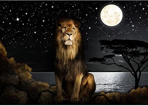 Runa Art Papier peint intissé Afrique Nuit Lion 352 x 250 cm Toison Mur XXL Tableaux Muraux Tapisserie Photo Décoration Murale Salon Chambre noir 9445011a