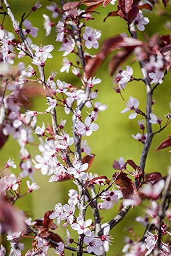 Blutpflaume Prunus cerasifera 'Nigra' im Topf gewachsen ca. 60-100cm