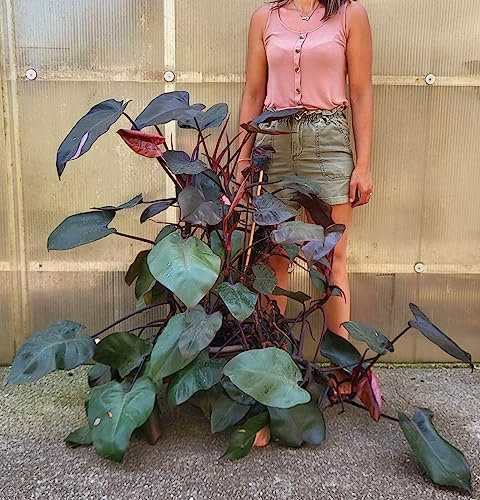 POWERS TO FLOWERS - PHILODENDRON, PHYLODENDRON, MONSTERA PINK PRINCESS ESEMPLARE, pianta vera