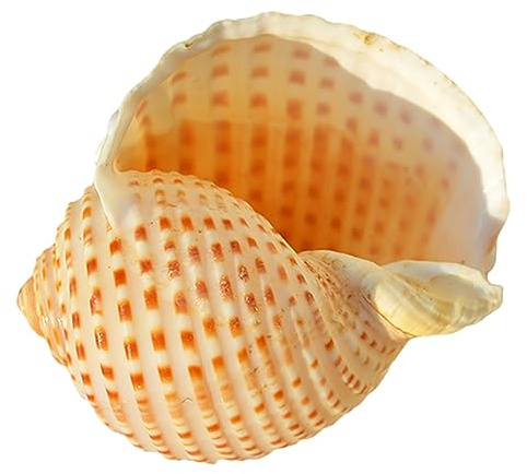 Gros coquillages naturels, Coquilles de bernard-l'hermite - Fournitures for Ouverture 1 à 3 pouces naturelles