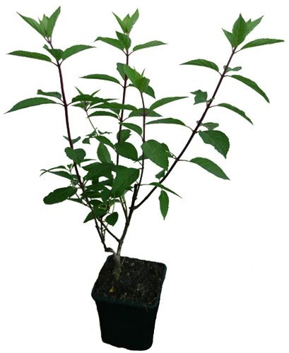 x Rispenhortensie - Skyfall - Hortensie Pflanze außergewöhnlich große Blüten