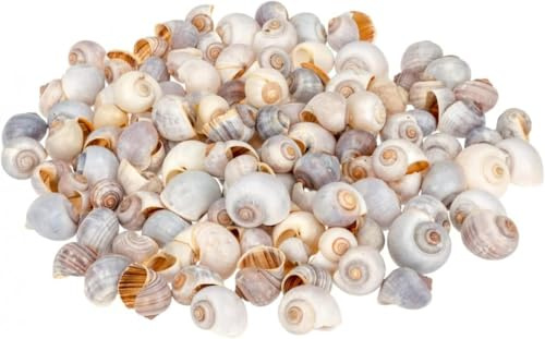 NaDeco Pila globosa 0,5 kg, 2-4 cm, Apfelschnecken Gehäuse | Rundliche Süßwasserschneckenhäuser, 0,5 kg, gereinigt und naturbelassen, für Schalen und Glasgefäßen