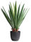 AMARE Dracaena Drachenbaum 70cm grün, im Kunststofftopf 17 x 16 cm, Groß
