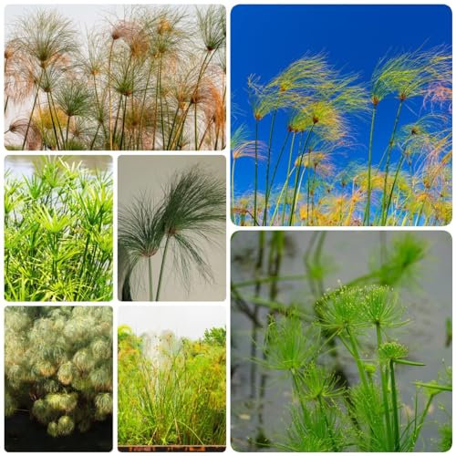 300 Pcs Cyperus Papyrus Samen, Teichpflanzen Samen, Balkonpflanzen Bio Saatgut, Hydrokultur Pflanzen Kräuterpflanzen Papyrus Pflanze Kaufen, Zypergras Samen, Kletterpflanzen Winterhart