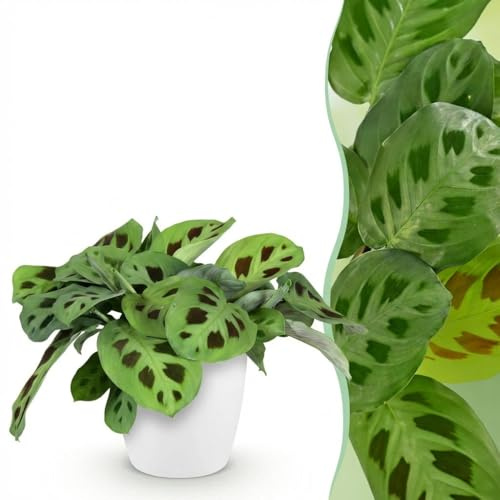Maranta Fascinator Kerchoveana - Zebra Pflanze - Haustierfreundliche Pflanze - Grün - mit Potter Weiß - 25cm - Ø12cm - Zimmerpflanze - Komplettes Set - Pflanze mit Topf