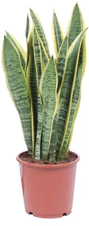 Planta de Interior Sansevieria Laurentii, Decoración, Verde, Ø14cm, 40cm