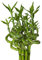 Lucky Bamboo Glücksbambus - GEDREHT Bambus in verschiedenen Groessen - Zimmerbambus Gluecksbambus Zimmer Deko Bam Boo dracaena sanderiana Zimmerpflanzen Glücksbambus Pflanze echt (10, 100 cm)