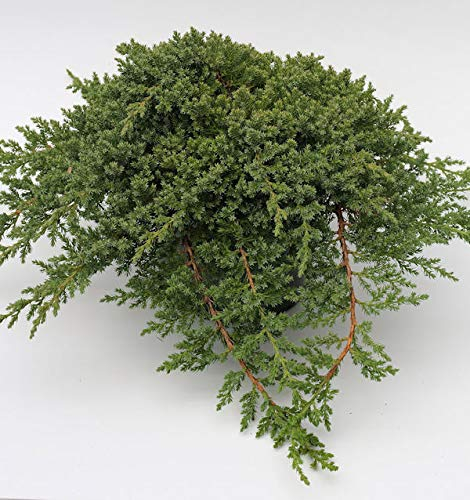 Japanischer Kriechwacholder 25-30cm - Juniperus procumbens