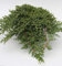 Japanischer Kriechwacholder 25-30cm - Juniperus procumbens
