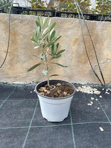 1 Pz - Pianta di Ulivo Bonsai (olea europaea) in vaso 14 cm