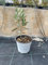 1 Pz - Pianta di Ulivo Bonsai (olea europaea) in vaso 14 cm