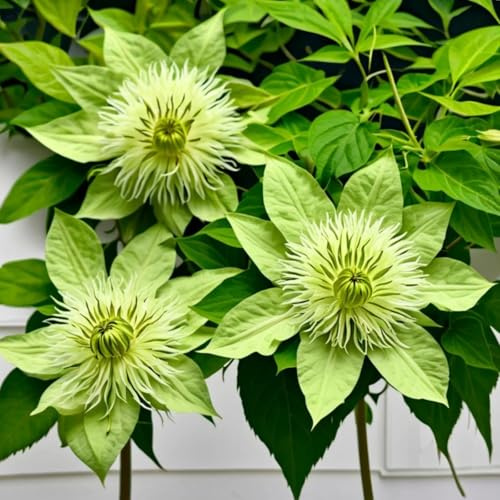 Magnificent Clematis Bulbs in Bulk: Hardy Perennial Clematis Bushes for Garden Ready to Plant Garden Displays-10 Bulbs-a