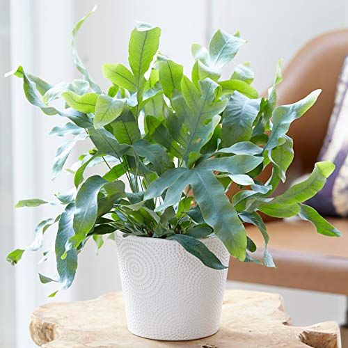 Phlebodium Blue Star - Goldtüpfelfarn | Zimmerfarn im Topf 25-35 cm | Pflanze