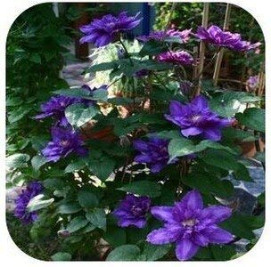 SVI Frische 30pcs Waldrebe Blumensamen für das Pflanzen Blau