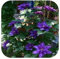 SVI Frische 30pcs Waldrebe Blumensamen für das Pflanzen Blau