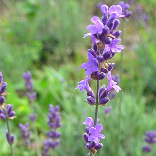 Blumixx Stauden Lavandula angustifolia 'Siesta' - Garten-Lavendel im 0,5 Liter Topf dunkelblau blühend