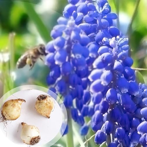 40 Muscari Armeniacum Grape Hyacinth Bulbs Corms Autumn Growing Summer Flowering