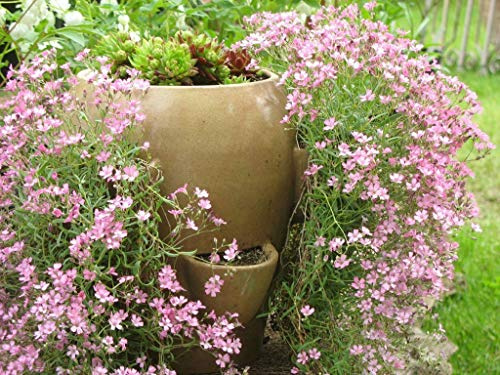 50 Seed of Creeping Rose Baby's Breath - Cascading perennial