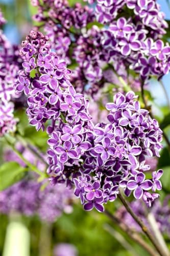 Edelflieder 'Sensation' 100-125 cm Ballen Syringa vulgaris duftend