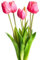 Botanic-Haus künstliches Tulpenbündel/künstlicher Tulpenbund Sandy lang mit 4 Tulpen und 3 Tulpenknospen Farbe: Beauty „real Touch“