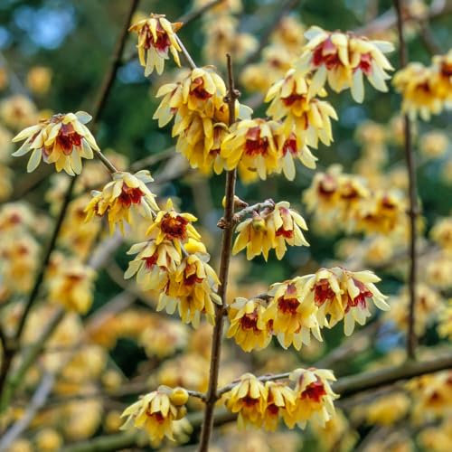 Chimonanthus praecox (Wintersweet) Hardy Shrub Plant in 9cm Pot 20cm Tall