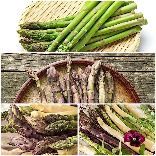 50 pcs spargel pflanze samen - gemüsepflanzen gemüsesaat,Asparagus officinalis, winterharte kübelpflanzen winterfeste pflanzen für balkon bio samen gemüse balkon exotische bohnenkraut